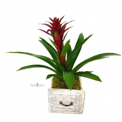 Beaverton Florists Beaverton - Bromeliads are related to the pineapple family. Their thick, waxy leaves form a bowl shape in the center for catching rainwater. Some bromeliads can hold several gallons of water and are miniature ecosystems in themselves. 
Featured in a decorative container makes our bromeliad plants the perfect gift!
Container may vary. 
