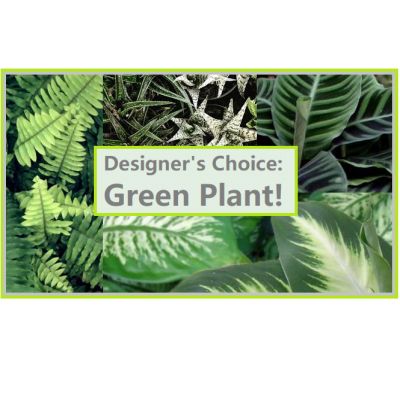 Beaverton Florists Beaverton - Every week we get the best selection of green plants available. If you are looking for a fresh gift, trust our designers, they will pick the best option!
Basic and Ceramic options are 6" plants.
