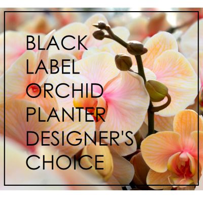 Beaverton Florists Beaverton - Let our plant designer surprise you with our orchid planters.
Unique containers, sophisticated Phalaenopsis, rich textures..... The Black Label essence, in a planter.
