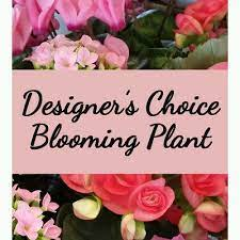 Beaverton Florists Beaverton - Let or staff pick out the perfect blooming plant for Mom.